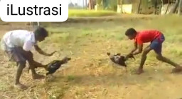 Diduga Jadi Arena Judi Sabung Ayam dan Dadu, Aktivitas di Desa Besuk Resahkan Warga