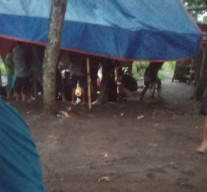Dugaan Perjudian Dadu di Pasar Sapi Condro, Aparat Diminta Turun Tangan