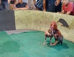 Diduga Dikelola Kenthung, Arena Sabung Ayam di Joho Gedangan Jadi Perhatian Publik