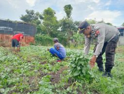 Dukung Ketahanan Pangan, Polres Pelabuhan Tanjung Perak Panen Tanaman holtikultura di Tambak Wedi