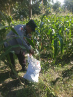 Polsek Jambangan dan  Warga  Melaksanakan Panen Jagung di Lahan BTKD untuk Ketahanan Pangan Surabaya