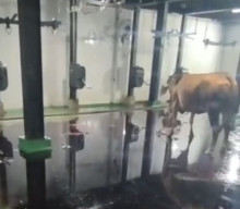 RPH Tambak Osowilangun Tidak Layak Pakai, Asosiasi Jagal Minta Pemkot Surabaya Tepati Janji