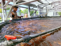 Bhabinkamtibmas Jemur Wonosari Dampingi Budidaya 1.400 Ikan Nila dengan Sistem RAS