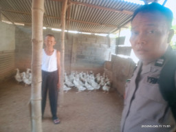 Bhabinkamtibmas Babat Jerawat Dukung Ketahanan Pangan Melalui Pendampingan Peternak Bebek