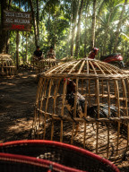 Desa Lojejer,Kecamatan Wuluhan,Diduga Kembali Jadi Lokasi Judi Sabung Ayam,Warga Desak APH Bertindak Tegas Sesuai Hukum