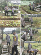 Bhabinkamtibmas Polsek Jambangan Perkuat Ketahanan Pangan Lewat Pendampingan Kelompok Tani Lestari