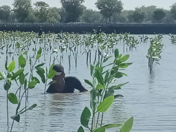 Peringati Hari Bumi, PLN UIP JBTB Tanam 20.000 Bibit Mangrove di Pesisir Gresik