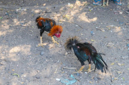 Aktivitas Judi Diduga Marak di Desa Srigading, Warga Desak Penindakan Aparat