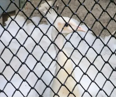 Merak Cantik Sekali Siap Menjadi Satwa Baru di Kebun Binatang Surabaya
