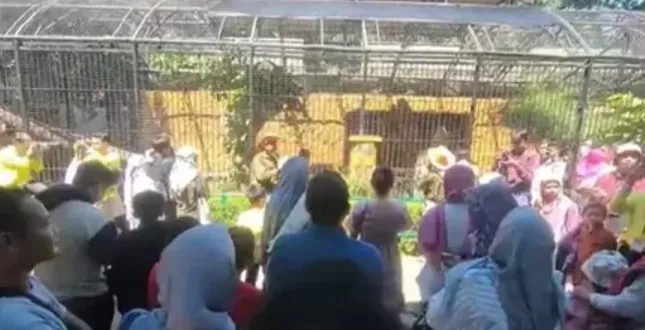 Kebun Binatang Surabaya Telah Di Padati Pengunjung Di Hari Ulang Tahun Dua Anak Singa Afrika