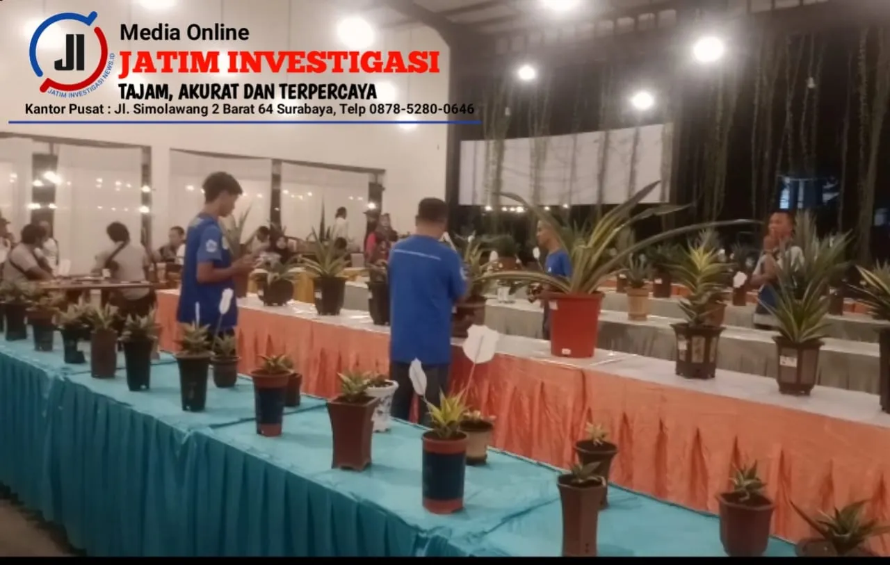 Membanggakan Eksotik Sansevera Sampang Mewakili Madura Mendapatkan Juara 3 di Kontes Sansevieria Nasional Sidoarjo 2024