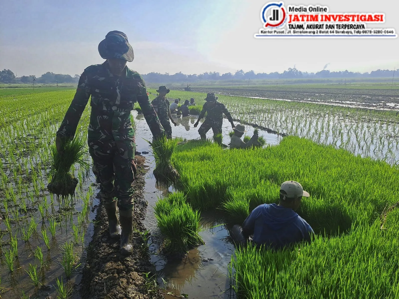 Kekompakan TNI Bersama Petani Tanam Bibit Padi Untuk Ketahanan Pangan Nasional