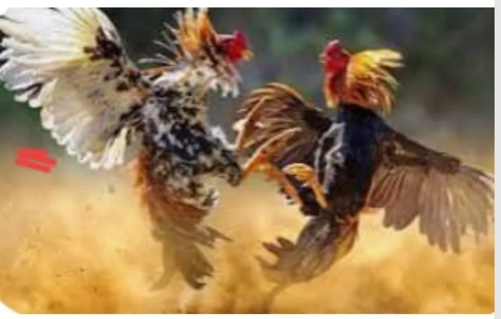 Maraknya Judi Sabung Ayam Kedungpring, Lamongan Resahkan Masyarakat