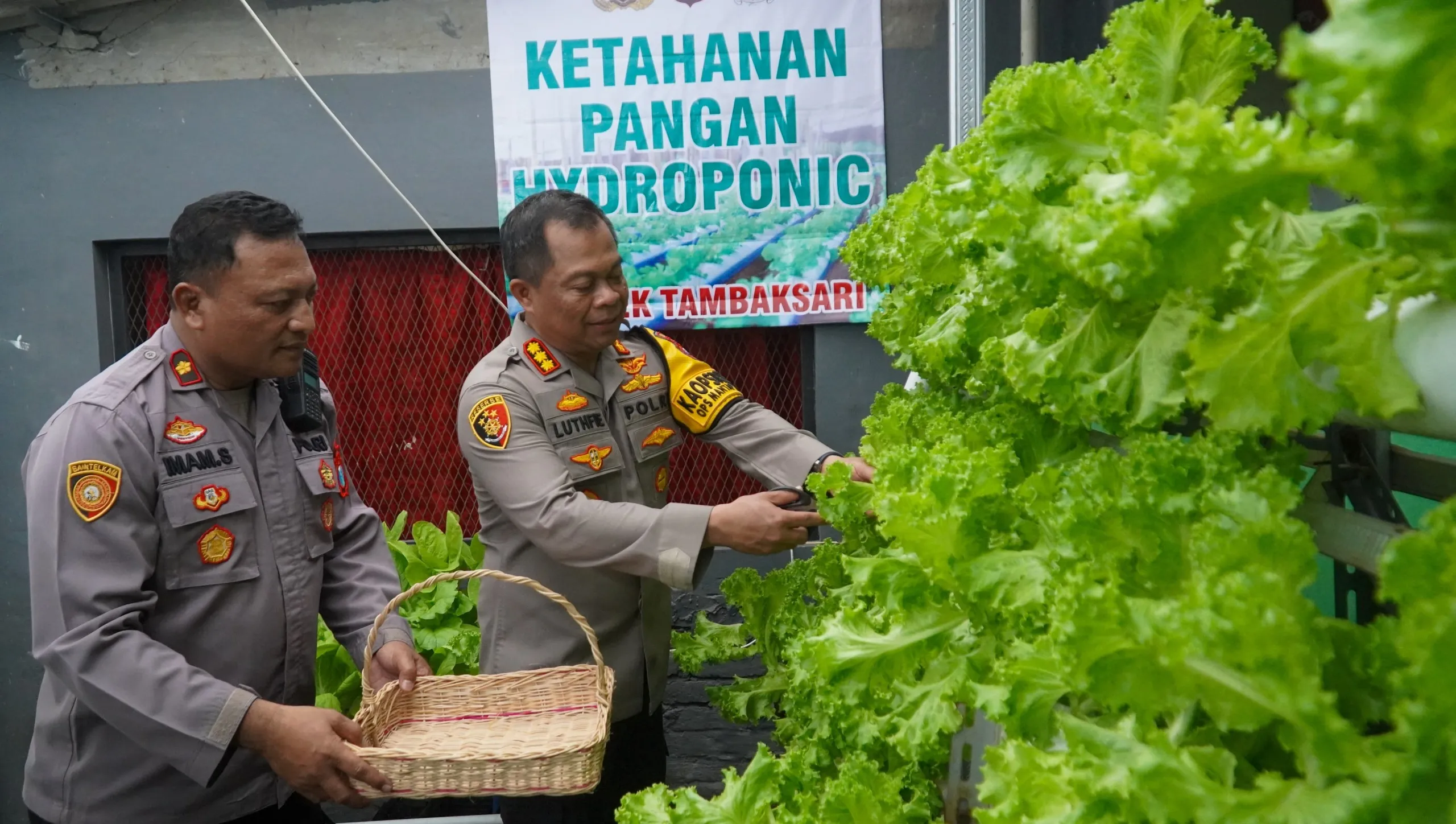 Surprise..!! Bisa Panen Sayur Hidroponik di Polsek Tambaksari,Begini Reaksi Kapolrestabes Surabaya