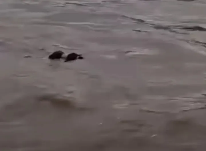 di Kejutkan Warga Sesosok Mayat Yang Terbawah Arus Sungai, Dam Rolak Songo, Desa Tarik
