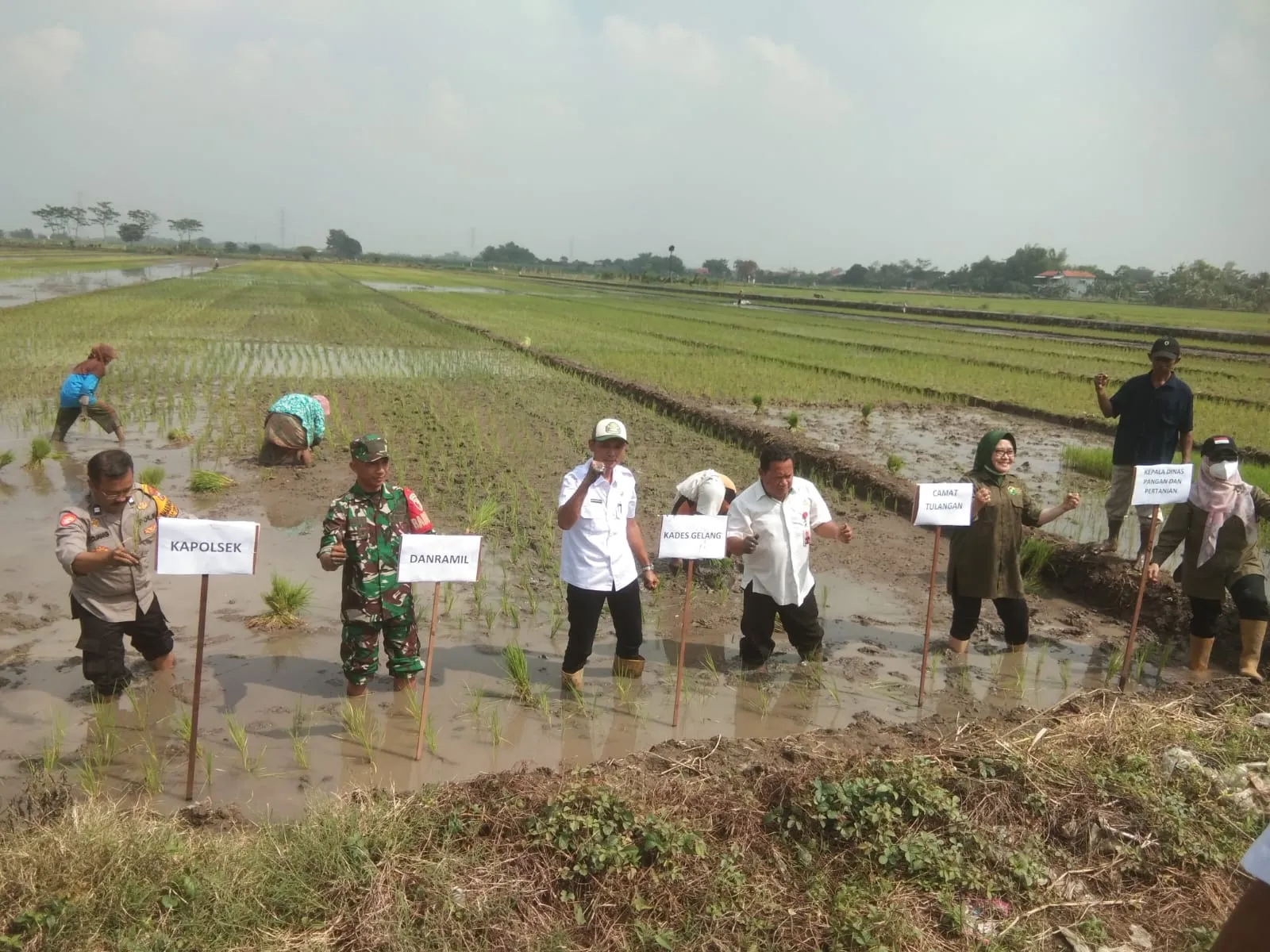 Tiga Pilar di Sidoarjo Kompak Dukung Ketahanan Pangan Nasional Lewat Penanaman Padi Serentak