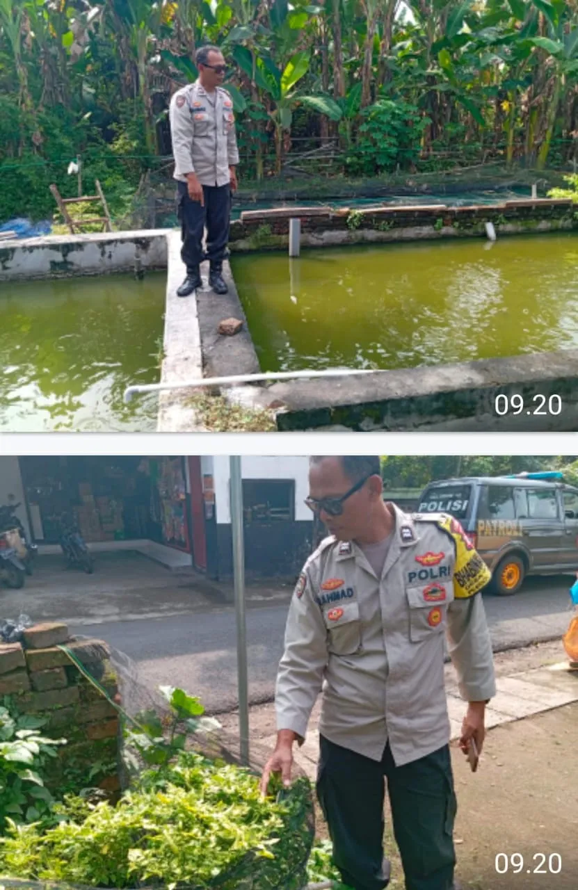 Polsek Pace Dukung Ketahanan Pangan Lewat Budidaya Lele dan Tanaman Cabai di Pekarangan Warga