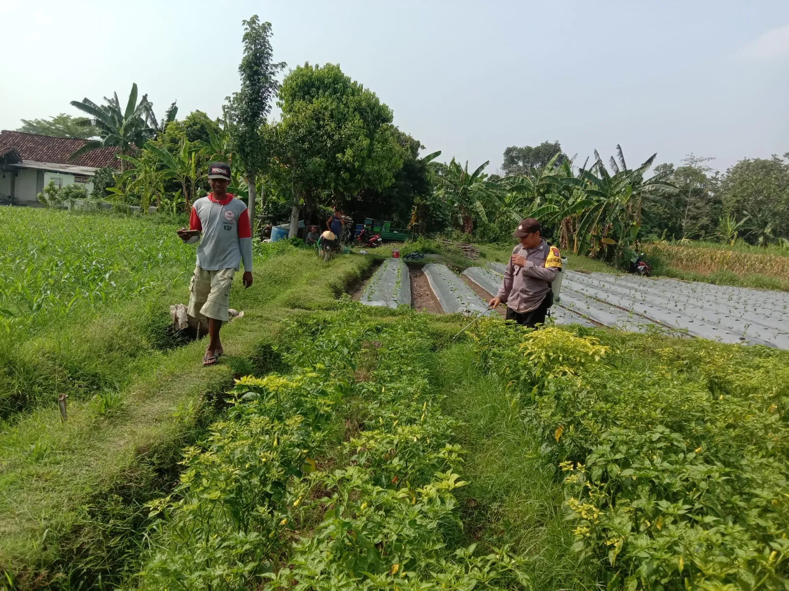 Polsek Ngronggot Dorong Ketahanan Pangan Lewat Pemanfaatan Lahan Cabe di Dadapan