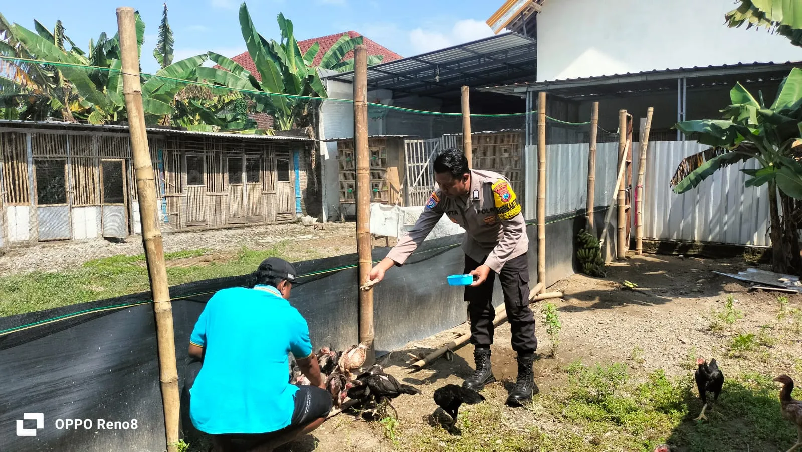 Budidaya Ayam Semi Umbaran di Pekarangan, Warga Kedungrejo Dukung Ketahanan Pangan