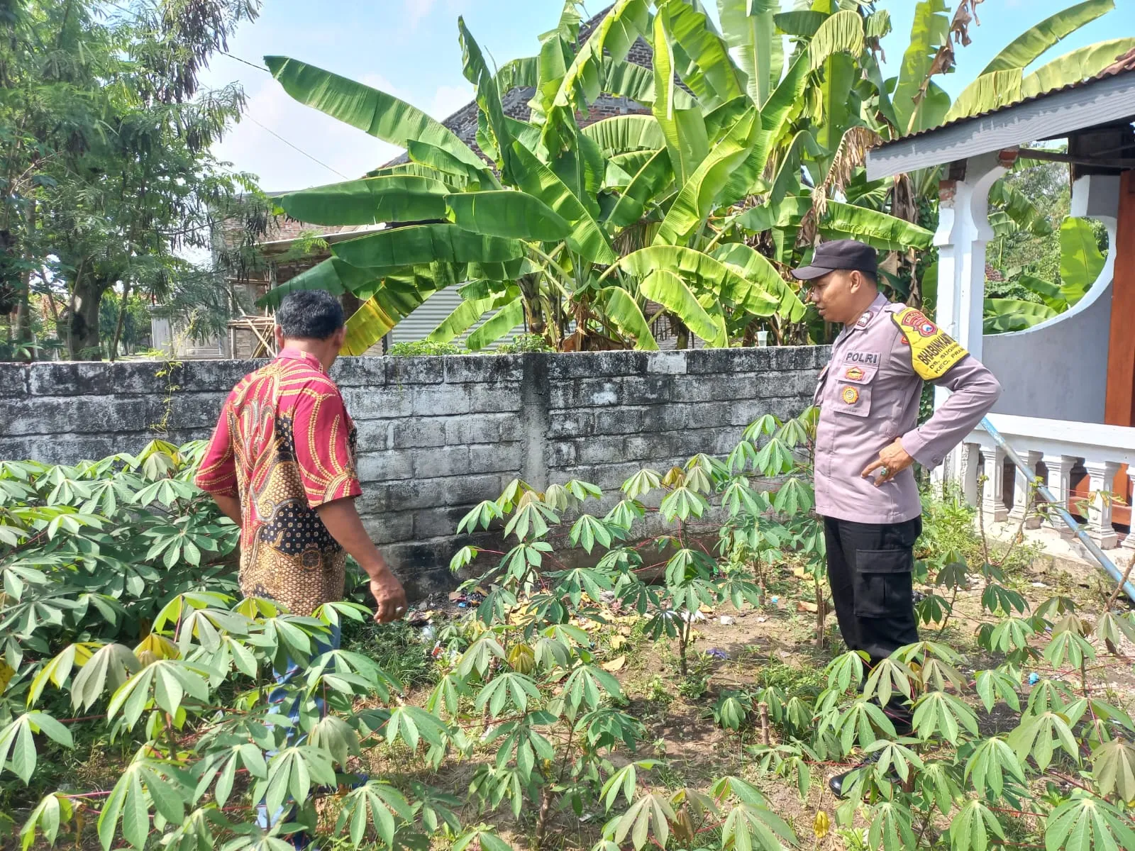 Optimalisasi Pekarangan, Warga Sugihwaras Dukung Ketahanan Pangan Lewat Tanaman Singkong
