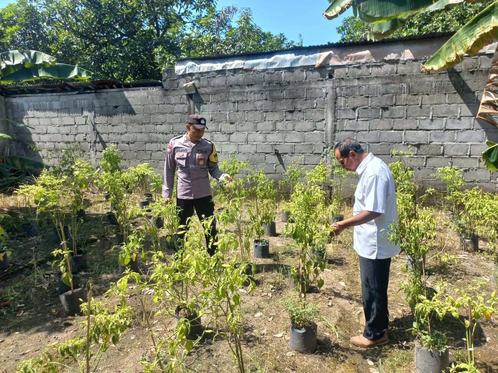 Optimalkan Pekarangan, Warga Sugihwaras Tanam Cabe Dukung Ketahanan Pangan