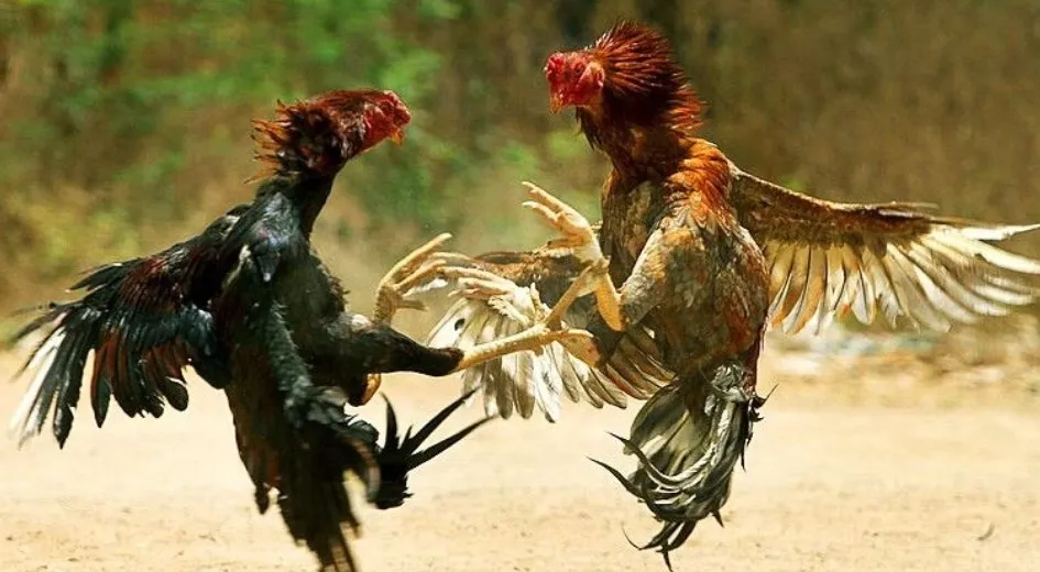 Polres Malang Kompak dan Bungkam Tak Satu Pun Bersuara Terkait Sabung Ayam,