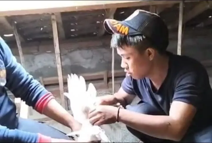 Sarang Burung Hantu di Plakaran Ganggu Kenyamanan Warga, Damkar Sampang Turun Tangan