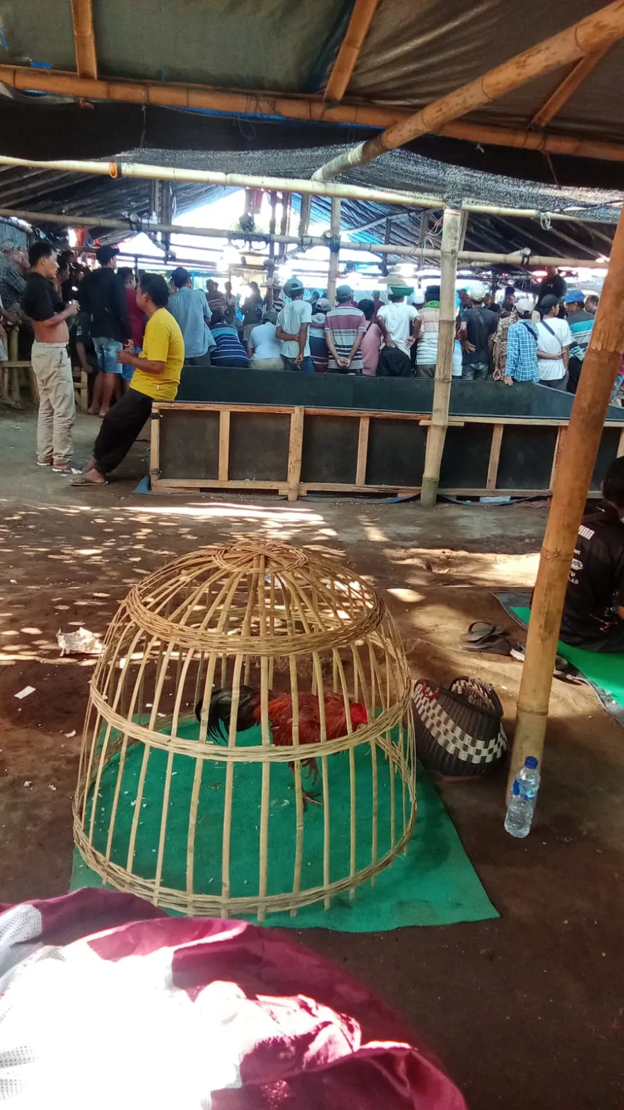 Judi Sabung Ayam Selok Pasirian di Biarkan Oleh APH Polres Lumajang, Diduga Pengondisian Mengalir ke Oknum Aparat