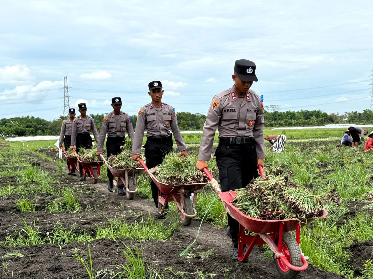 Live In' : Siswa Diktukba SPN Polda Jatim  Bantu Petani Bawang Merah di Nganjuk