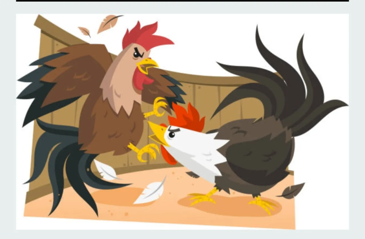 Perjudian Sabung Ayam di Cangar Bulukerto Batu Malang Hampir Setiap Hari Ramai 
