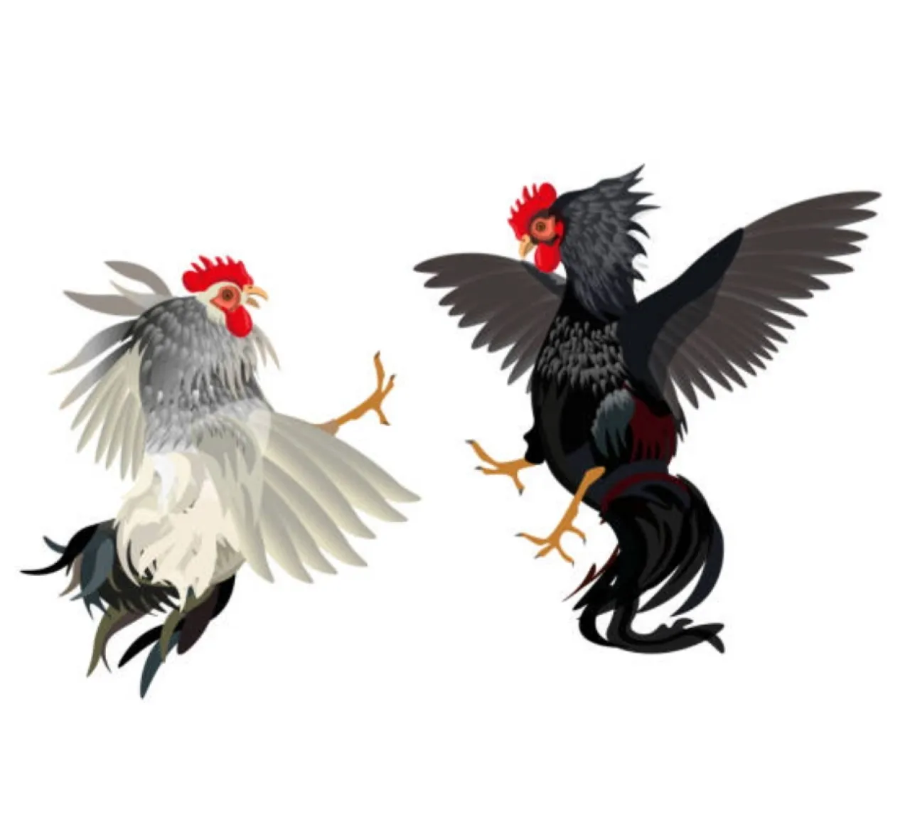 Maraknya Sabung Ayam di Sumbersari, Tak Tersentuh Hukum, Masyarakat dibuat Resah