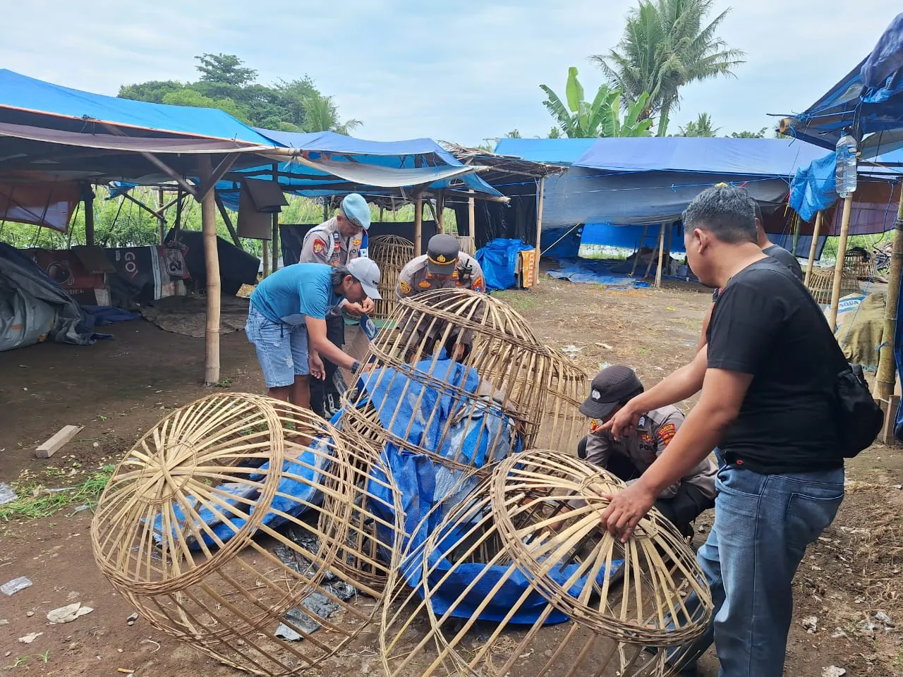 Polresta Banyuwangi Bongkar Arena Judi Sabung Ayam