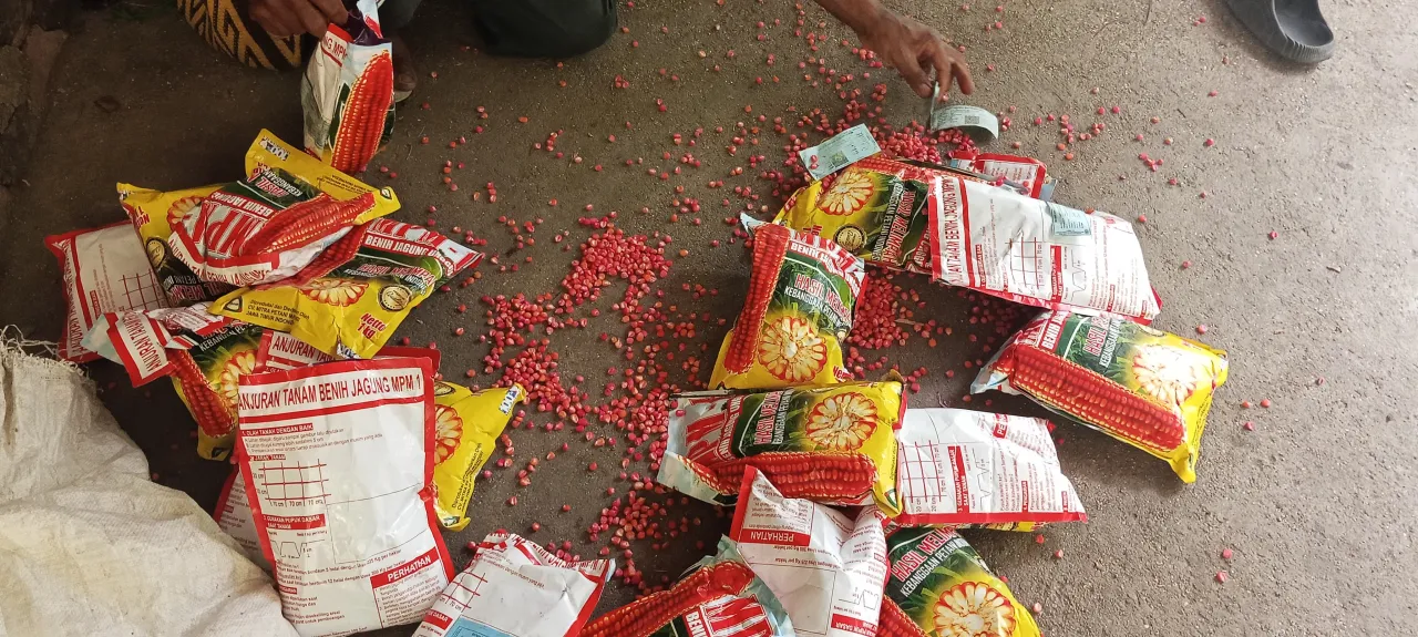 Warga Desa Pene Selatan Kembalikan Benih Jagung Diduga Kadaluarsa, Jenis Tidak Sesuai RAB