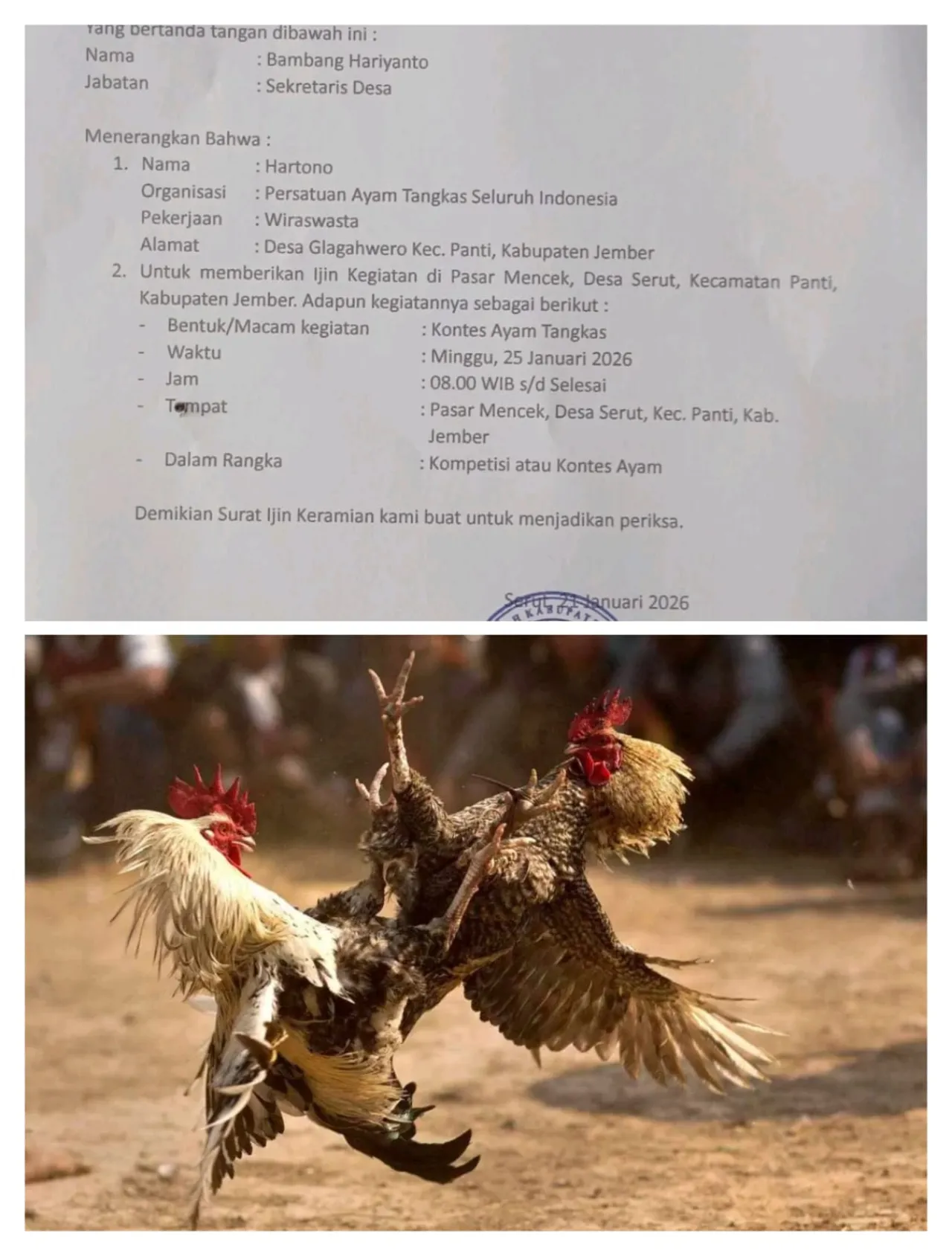 Kontes Ayam Apa Sabung Ayam di Panti, Mampukah Polsek Bertindak Tegas Jika Ada Pelanggaran