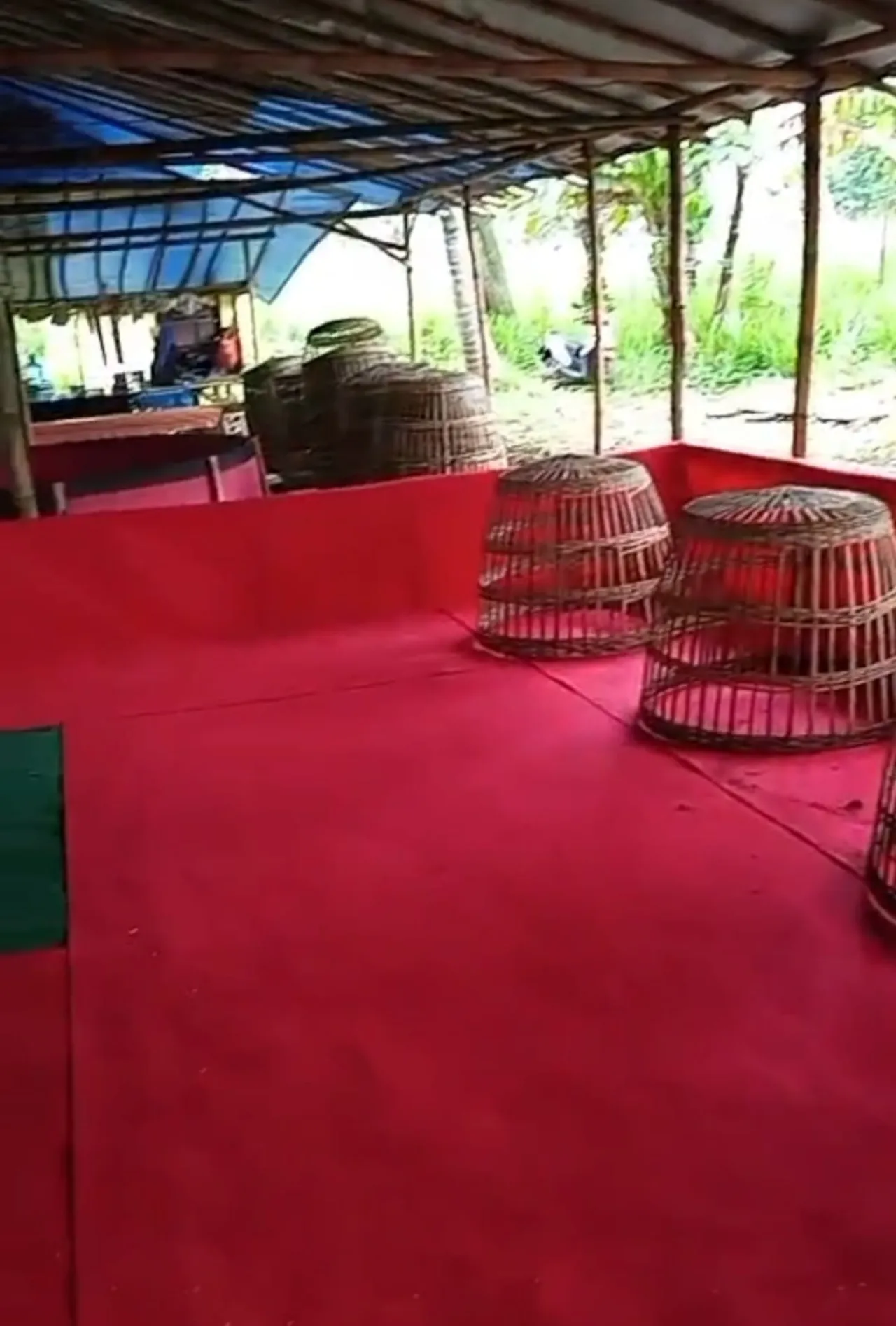 Sempat Tutup Akibat Cekcok Antar Pemain, Sabung Ayam di Desa Gunung Tenguh Ranuyoso Lumajang Siap Aktivitas Lagi