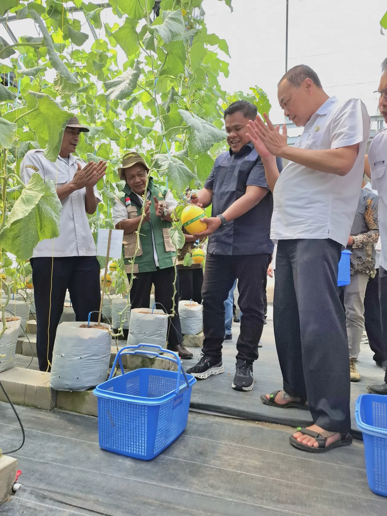 Harapan Baru di Desa Winong: PLN UIP JBTB dan Karang Taruna Sukses Panen Perdana 600 Buah Melon New Kinanti Hidroponik