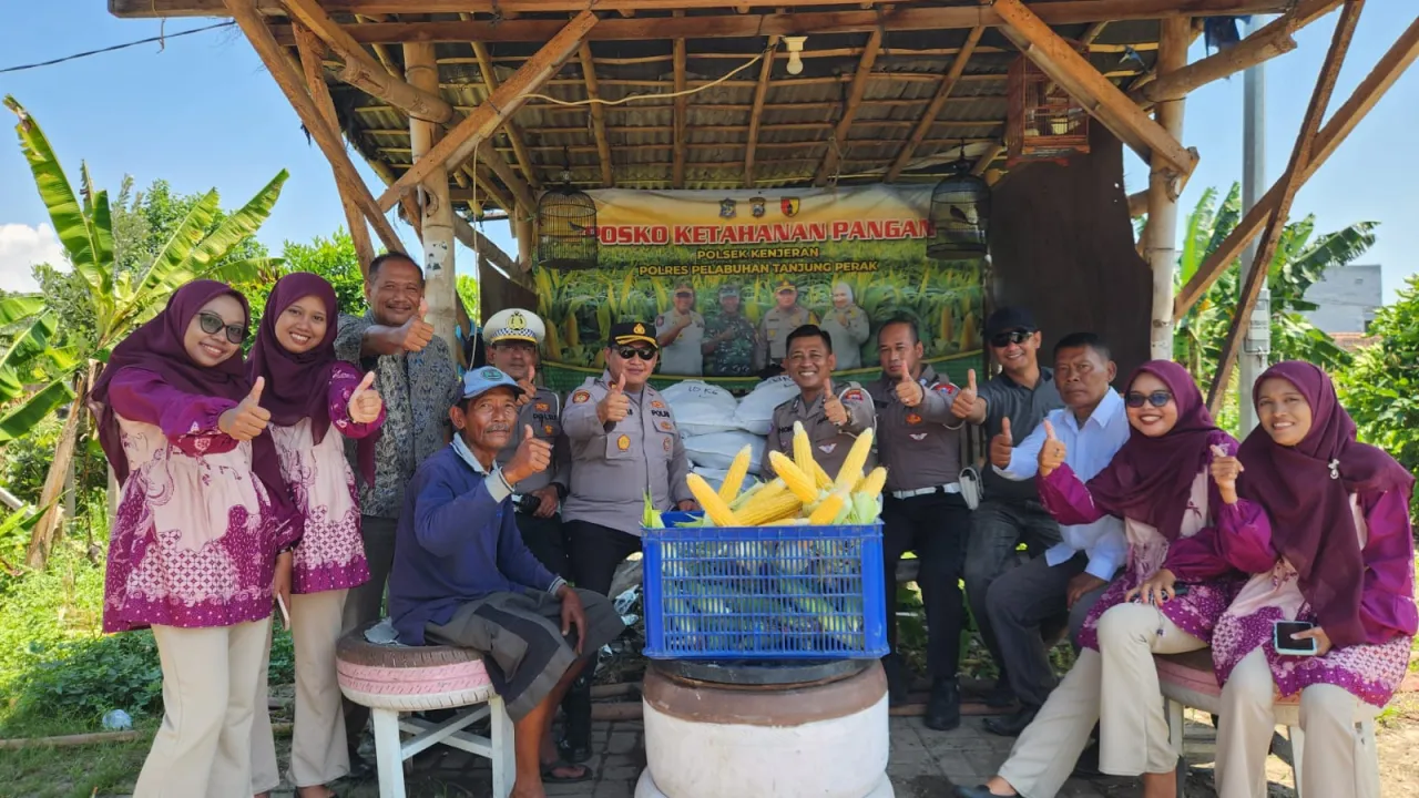Dukung Program Asta Cita, Polsek Kenjeran Panen Raya 1,8 Ton Jagung Manis di Tambak Wedi