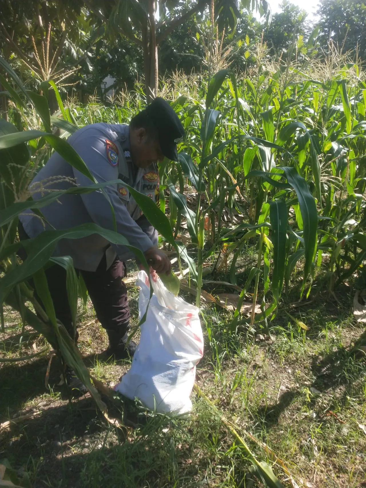 Polsek Jambangan dan  Warga  Melaksanakan Panen Jagung di Lahan BTKD untuk Ketahanan Pangan Surabaya