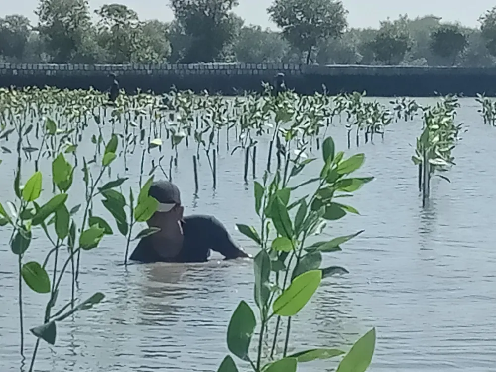 Peringati Hari Bumi, PLN UIP JBTB Tanam 20.000 Bibit Mangrove di Pesisir Gresik