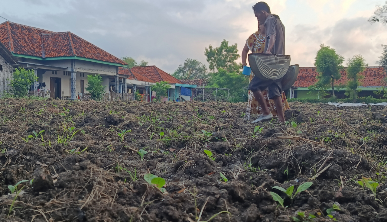 Petani tembakau di Sampang mulai menanam lebih awal memanfaatkan sisa kelembapan tanah jelang kemarau 2026 yang diprediksi kering akibat El Nino kuat/Bn.