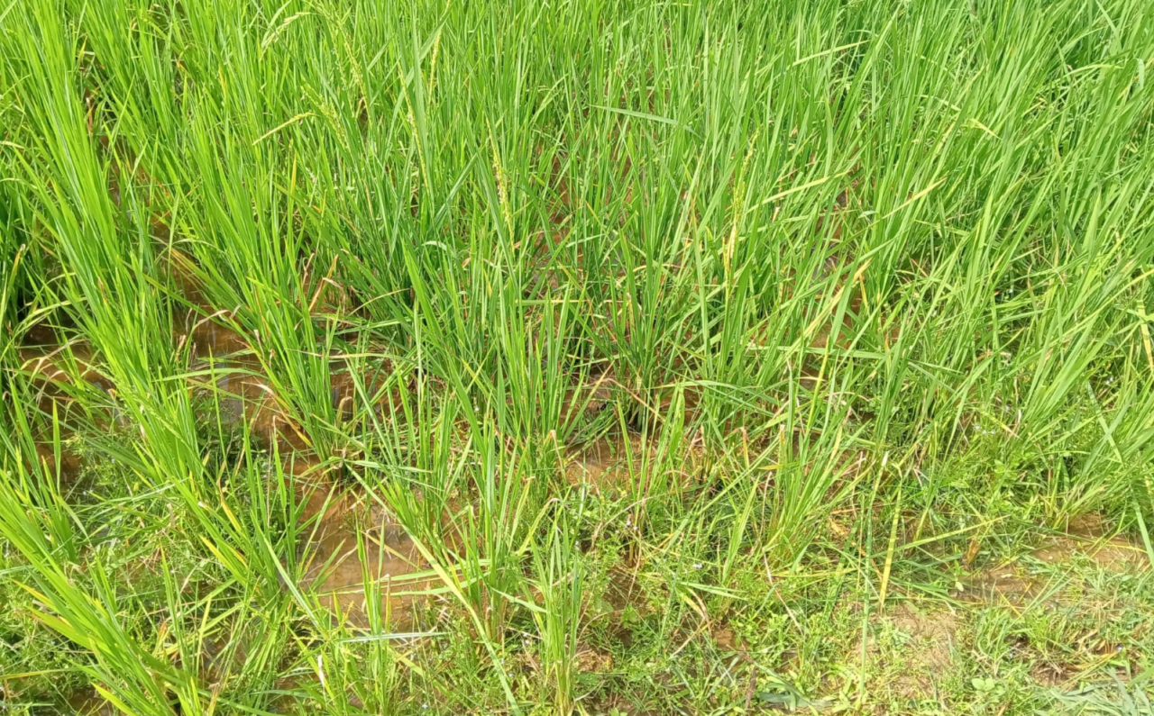 Hamparan padi di Desa Margantoko terlihat mengalami kerusakan akibat serangan hama tikus di area persawahan warga/Bn.