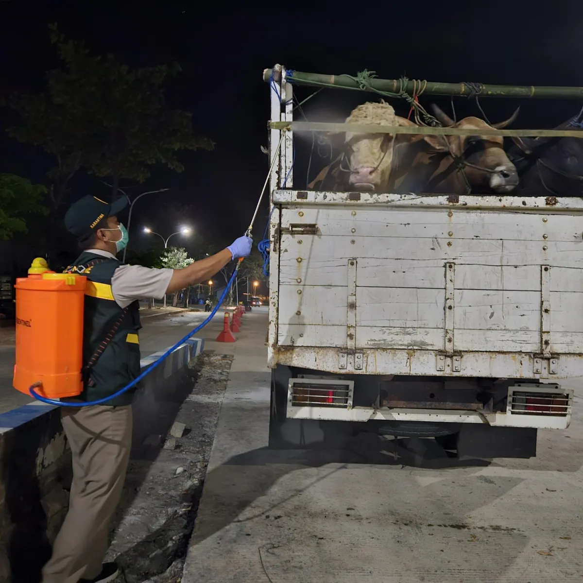 Waspada Brucellosis, Barantin Periksa Enam Sapi Asal Bawean Tujuan Madura