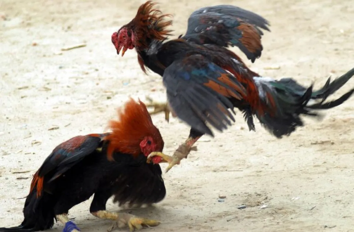 Dugaan Judi Sabung Ayam dan Dadu di Kauman Kembali Beroperasi, Warga Pertanyakan Ketegasan APH