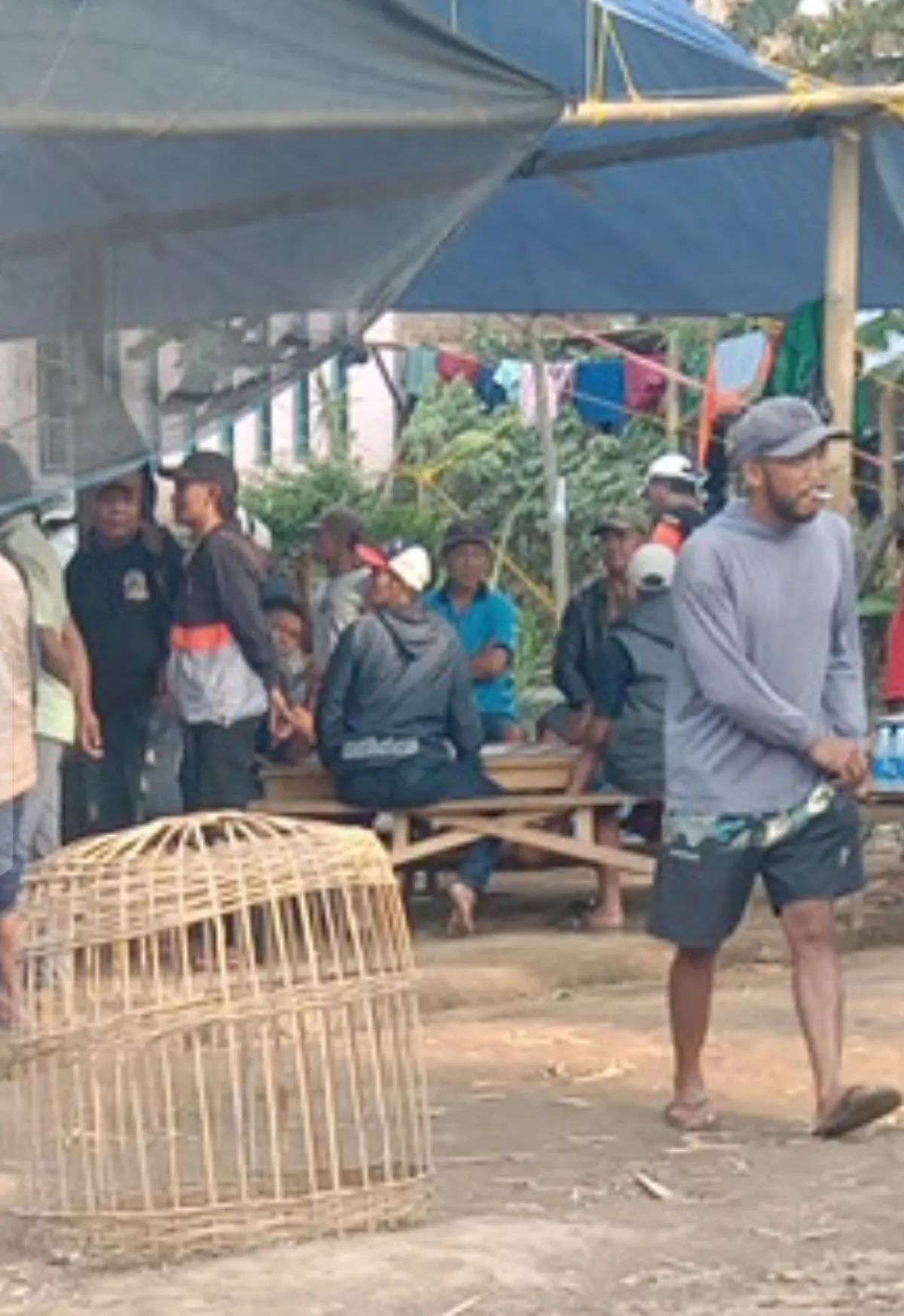 Aktivitas Diduga Sabung Ayam di Wonorejo Malang Jadi Perhatian Warga